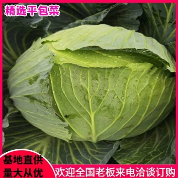 包菜平包菜高山扁包菜京丰包菜一手货源代发全国
