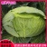 包菜平包菜高山扁包菜京丰包菜一手货源代发全国