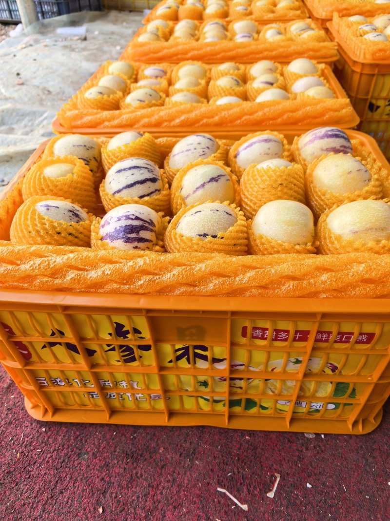 特果大果一手货源人参果上市产地直发价格优惠品质上乘