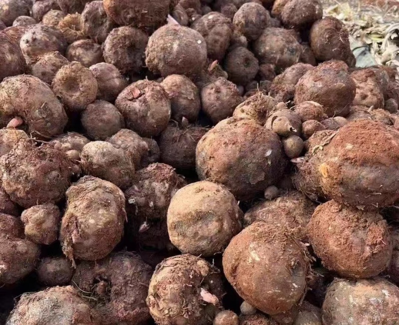 大量的花魔芋商品芋出售，价格4.8元一斤