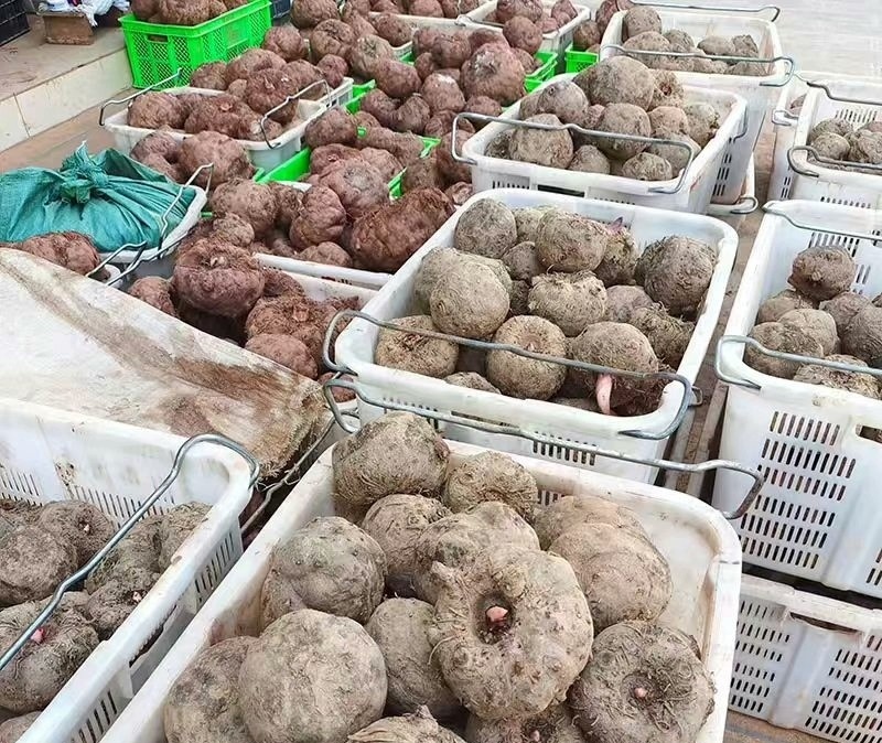 大量的花魔芋商品芋出售，价格4.8元一斤