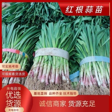 红根蒜苗长阳红根蒜苗一手货源代发全国