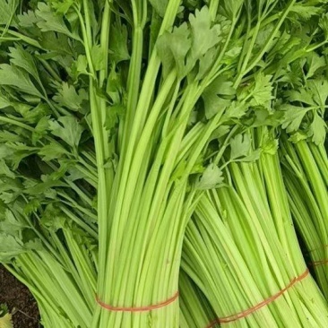 芹菜/香芹/安徽怀远县香芹大量有货/对接全国采购商