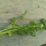 芹菜/香芹/安徽怀远县香芹大量有货/对接全国采购商