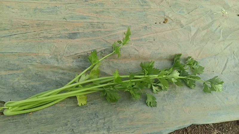 芹菜/香芹/安徽怀远县香芹大量有货/对接全国采购商