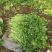 芹菜/香芹/安徽怀远县香芹大量有货/对接全国采购商