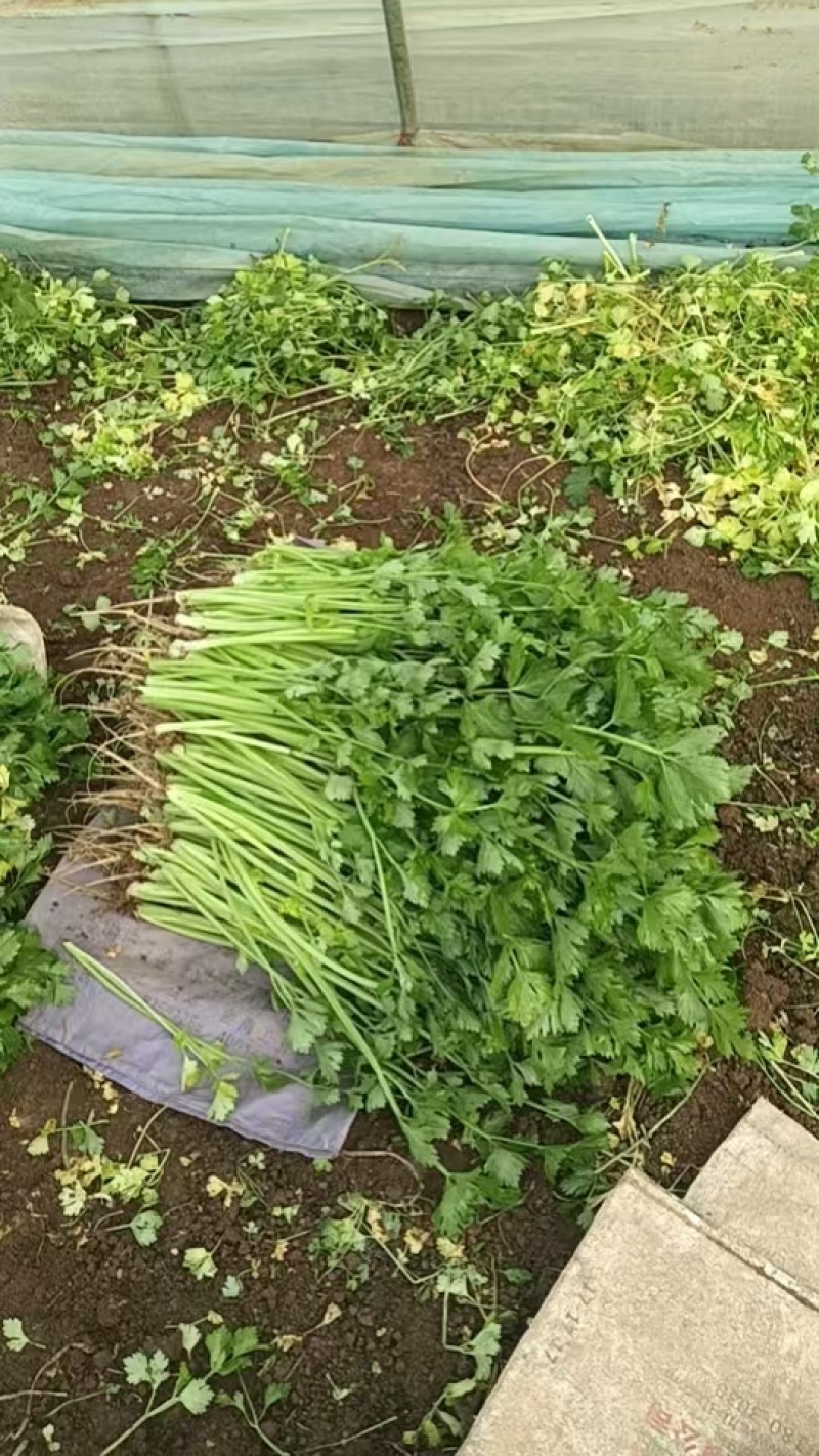 芹菜/香芹/安徽怀远县香芹大量有货/对接全国采购商