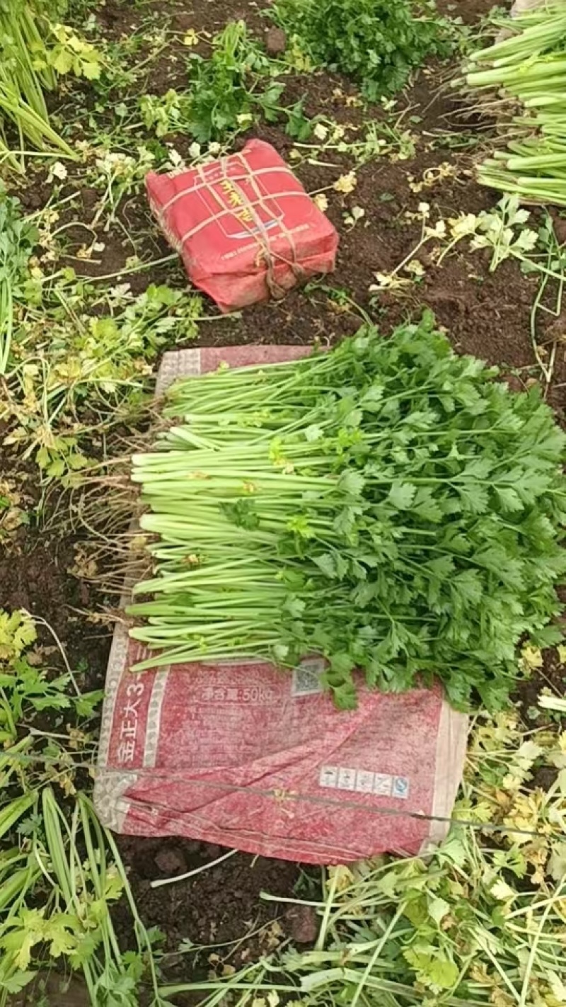 芹菜/香芹/安徽怀远县香芹大量有货/对接全国采购商