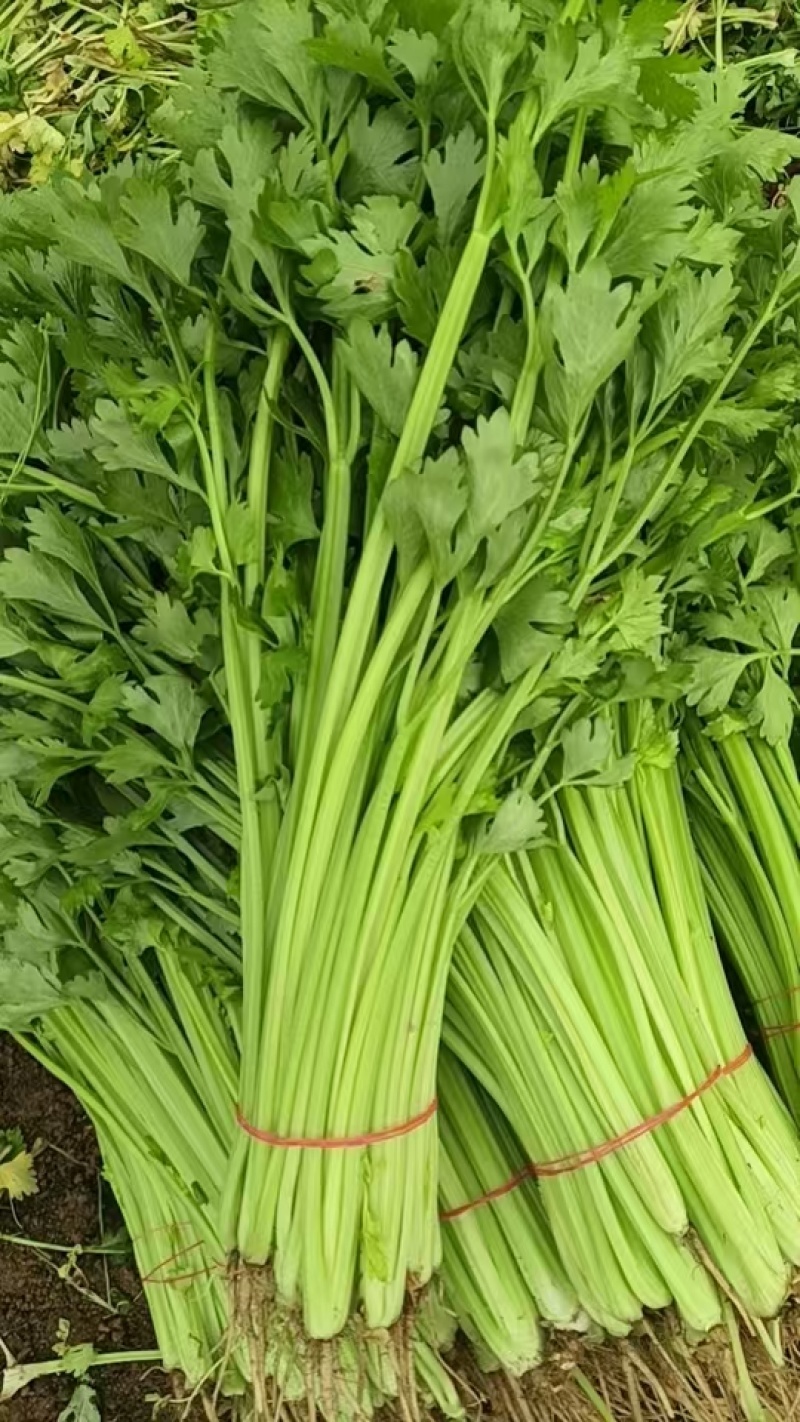 芹菜/香芹/安徽怀远县香芹大量有货/对接全国采购商