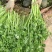芹菜/香芹/安徽怀远县香芹大量有货/对接全国采购商