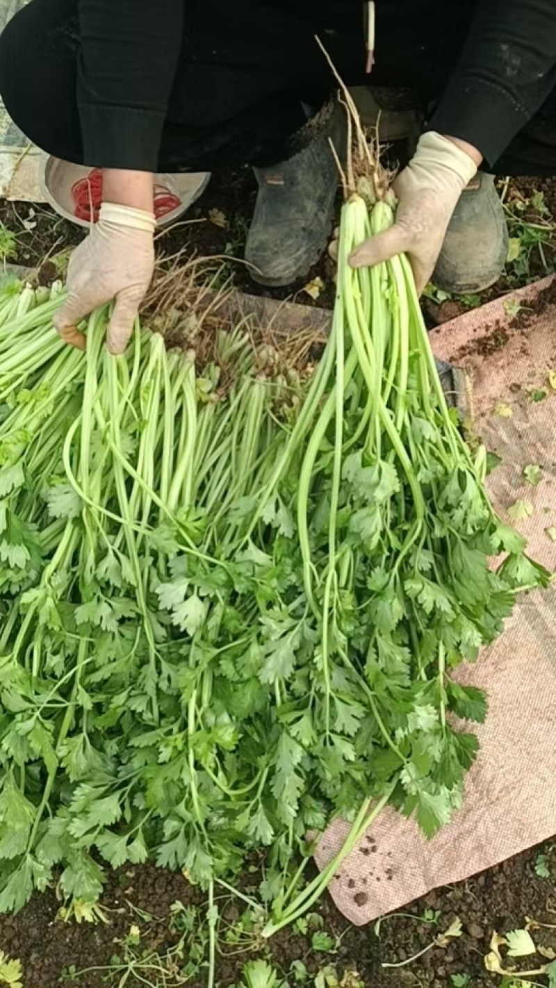 芹菜/香芹/安徽怀远县香芹大量有货/对接全国采购商