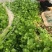 芹菜/香芹/安徽怀远县香芹大量有货/对接全国采购商