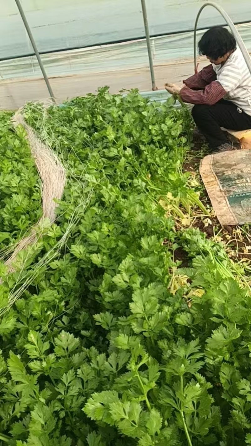 芹菜/香芹/安徽怀远县香芹大量有货/对接全国采购商