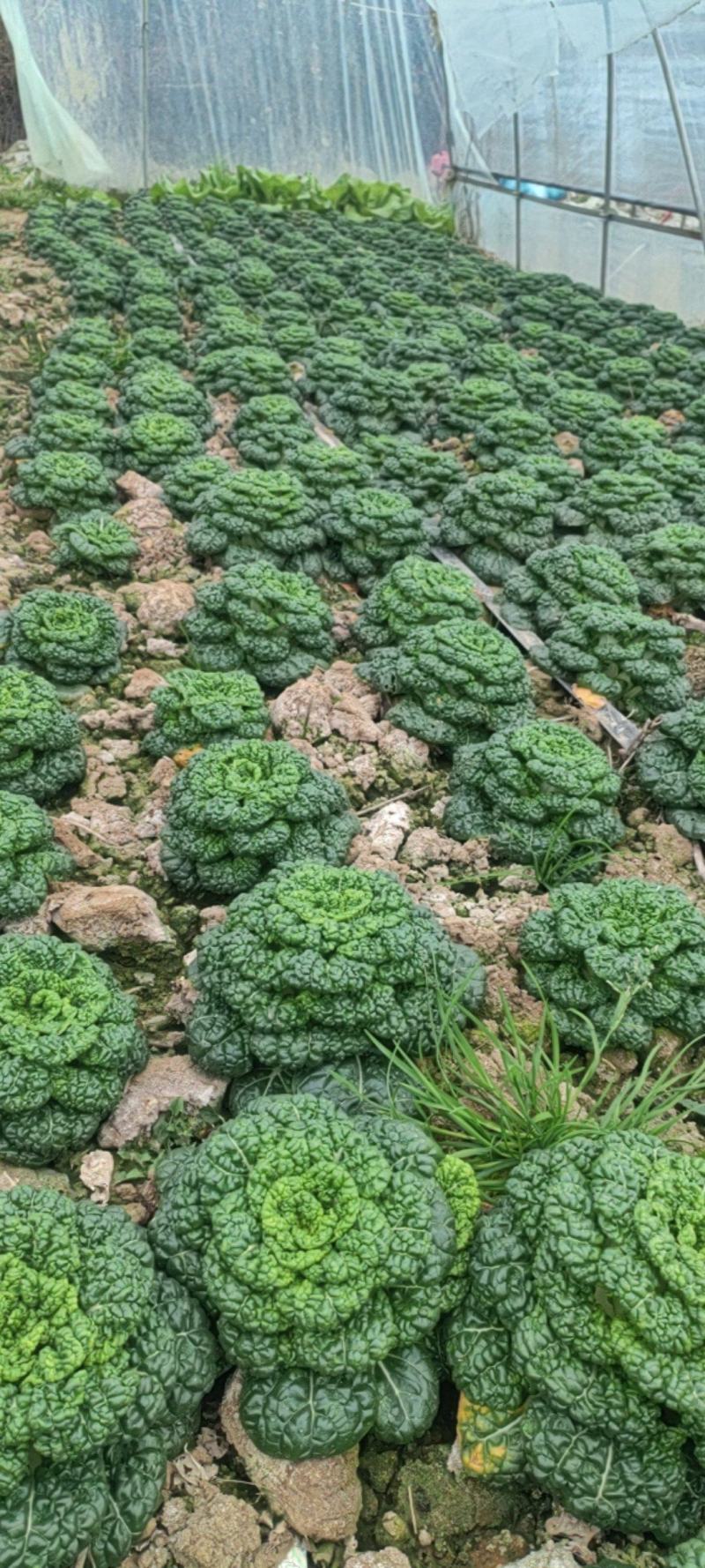自家种黄心菜新鲜上市