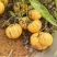 快递到家一件代发云南人参果大量供应产地直发价格优惠