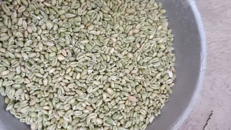 山东鲜麦仁/鲜货现发/货源充足/可视频看货/欢迎致电