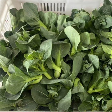 青菜苔苏北苏州青菜头