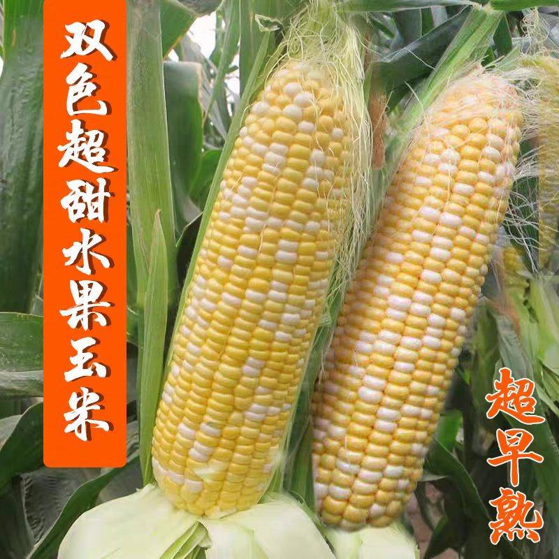 双色精品水果玉米，太阳花，泰鲜甜欢迎实地考察订购
