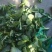 青菜苔苏北苏州青菜头