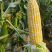 双色精品水果玉米，太阳花，泰鲜甜欢迎实地考察订购