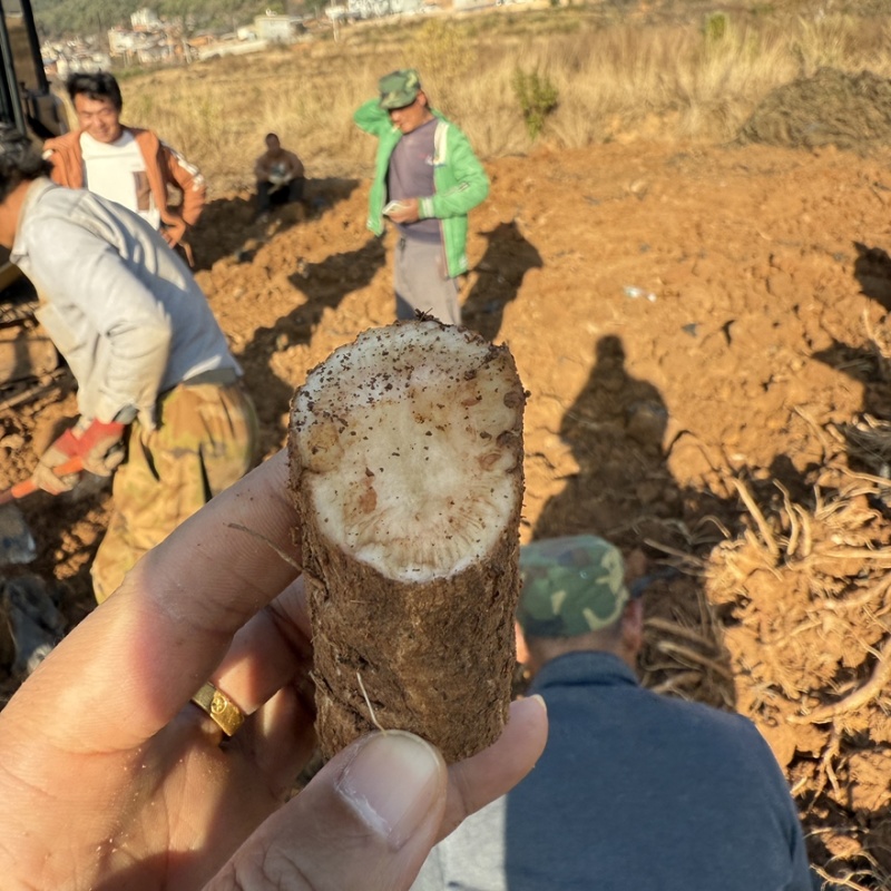 马刺根已大量上市基地供货品质保证价格合理全国发货