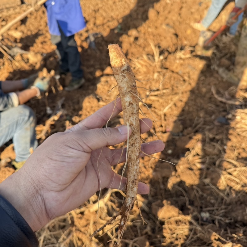 马刺根已大量上市基地供货品质保证价格合理全国发货