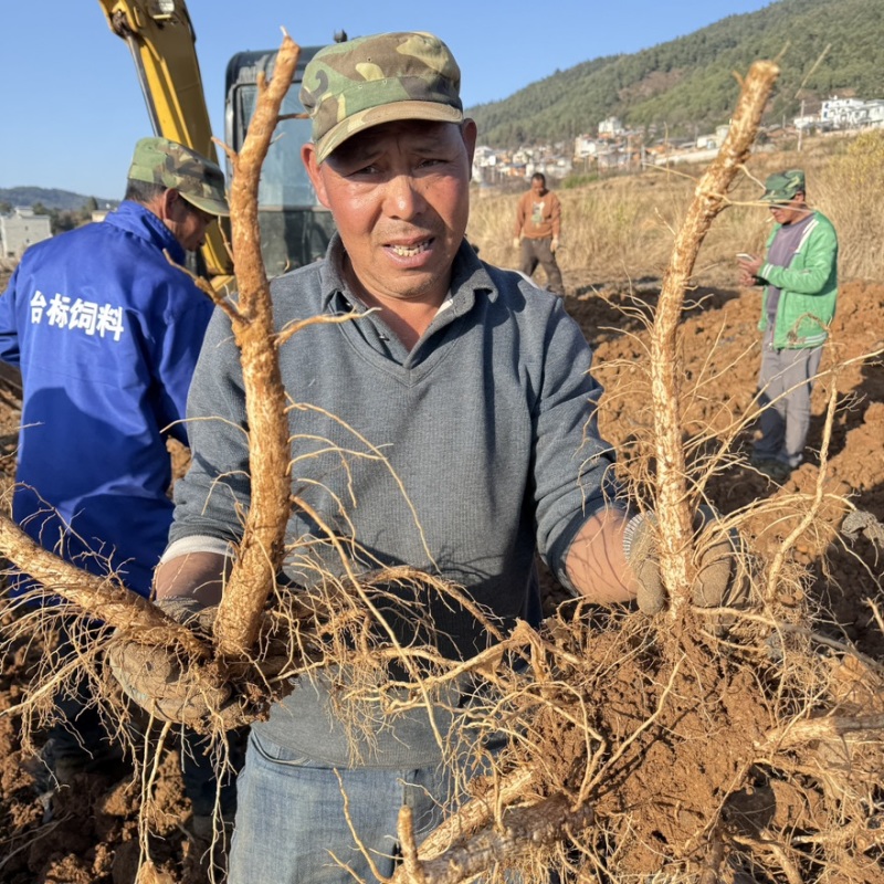 马刺根已大量上市基地供货品质保证价格合理全国发货