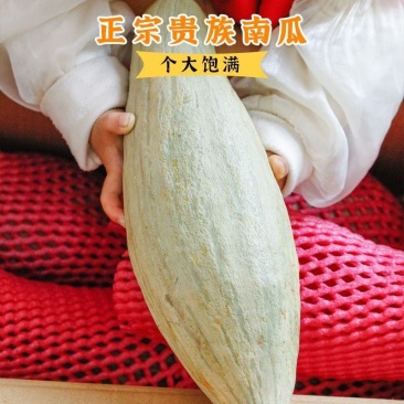 万亩贵族南瓜新鲜现摘