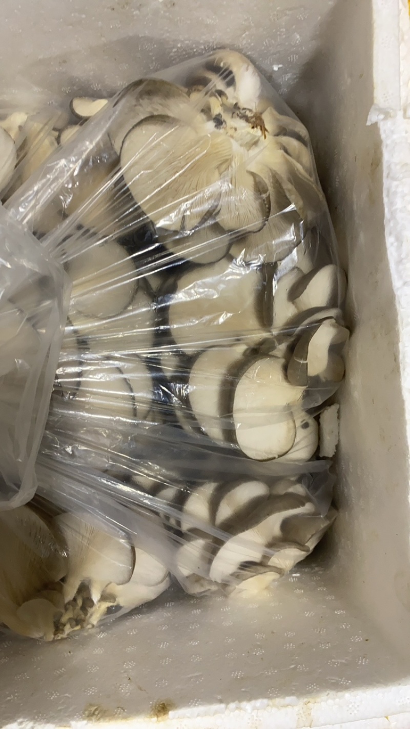 鲜平菇