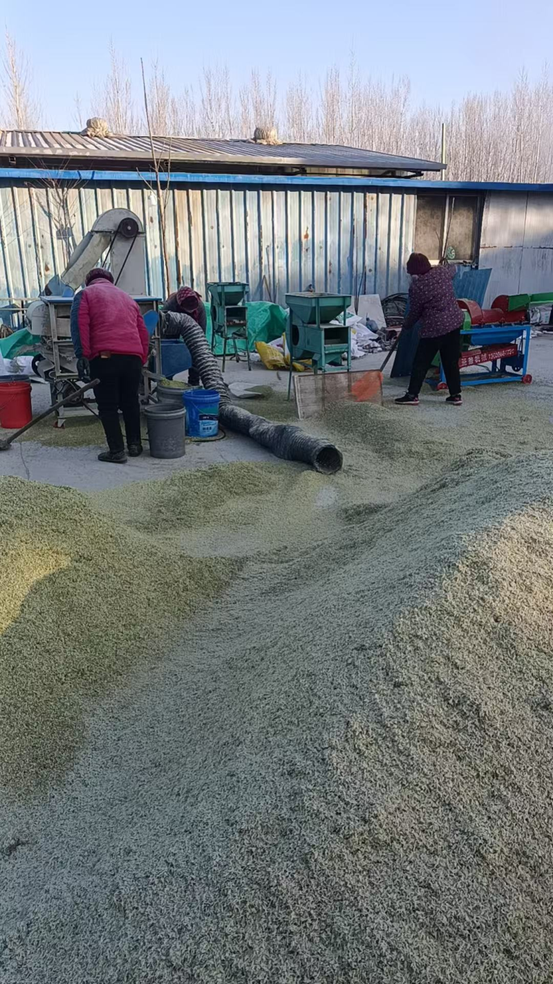 《新鲜麦仁》鲜麦仁/青麦仁/鲜货现发/自产自销/全国发货