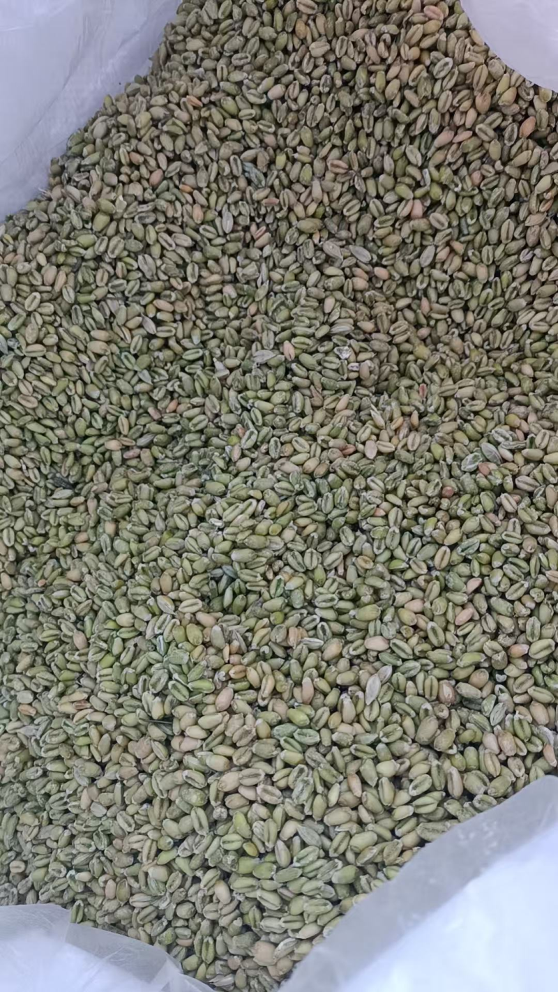 《新鲜麦仁》鲜麦仁/青麦仁/鲜货现发/自产自销/全国发货