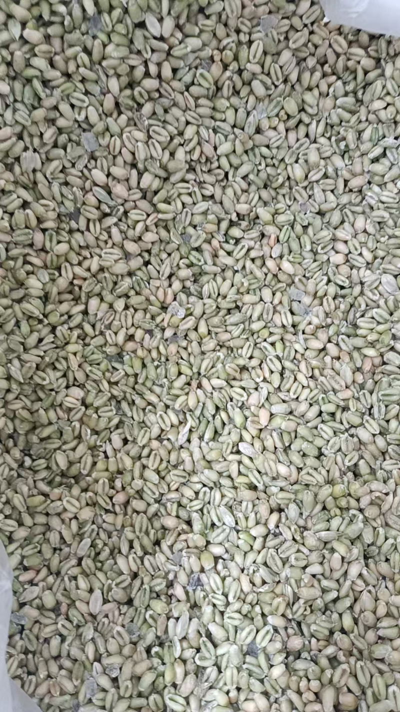 《新鲜麦仁》鲜麦仁/青麦仁/鲜货现发/自产自销/全国发货