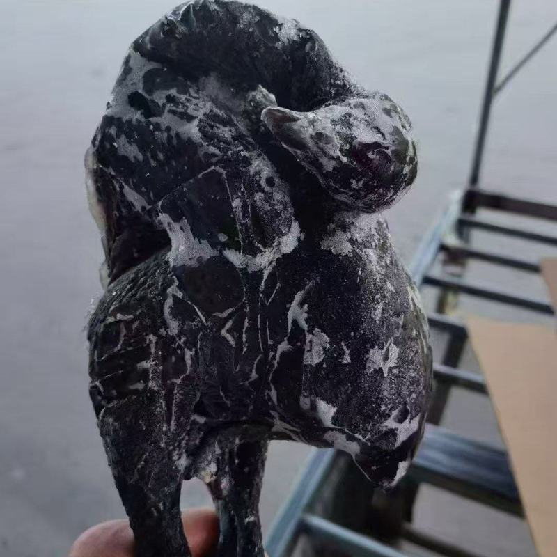 乌鸡