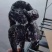 乌鸡