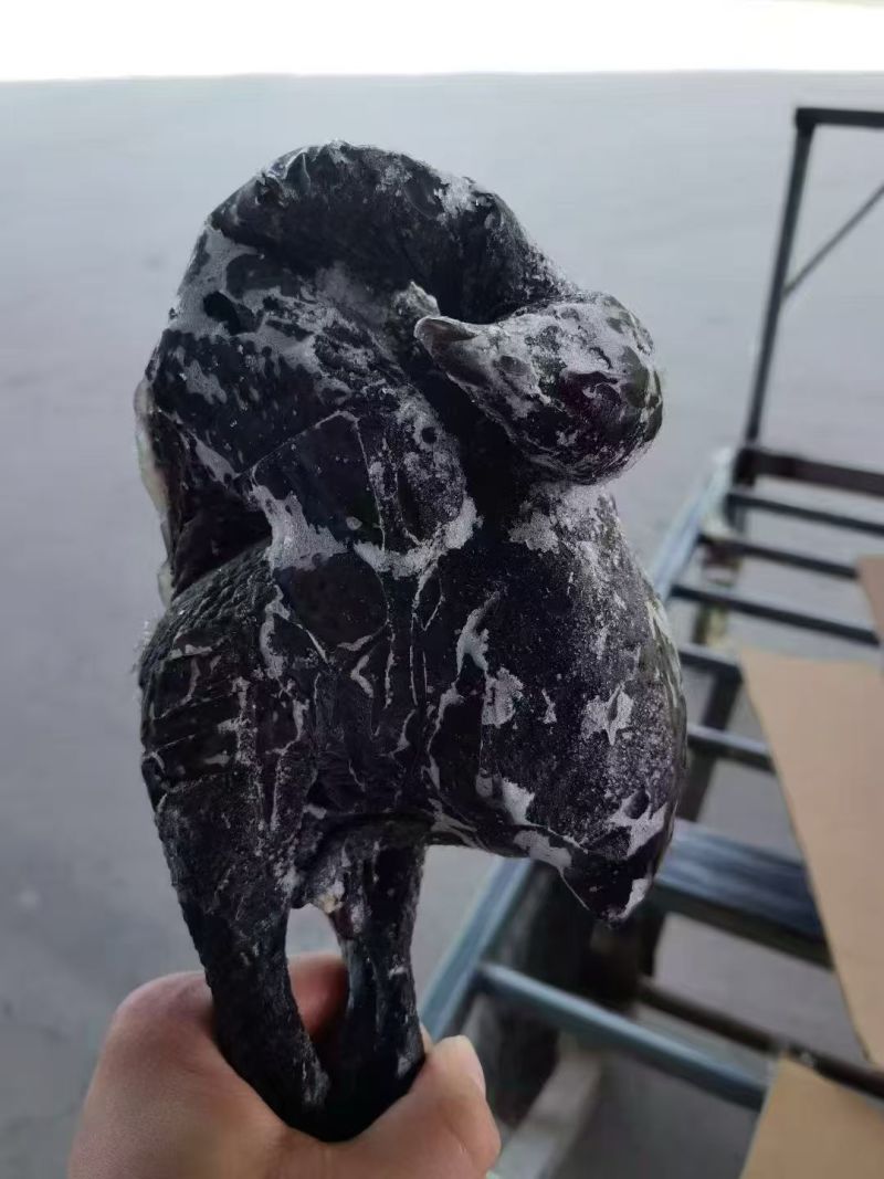 乌鸡