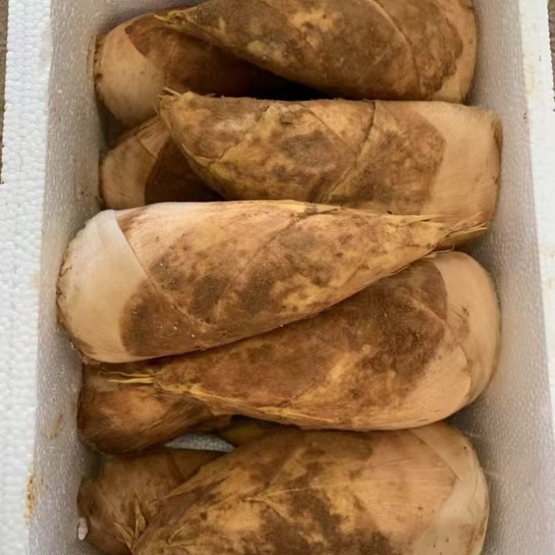 福建南平冬笋个大肉质好大批量发货