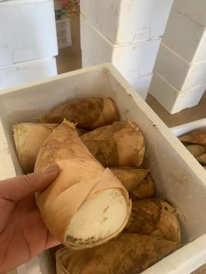 福建南平冬笋个大肉质好大批量发货