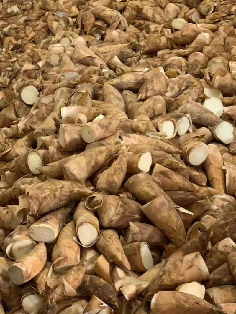 福建南平冬笋个大肉质好大批量发货