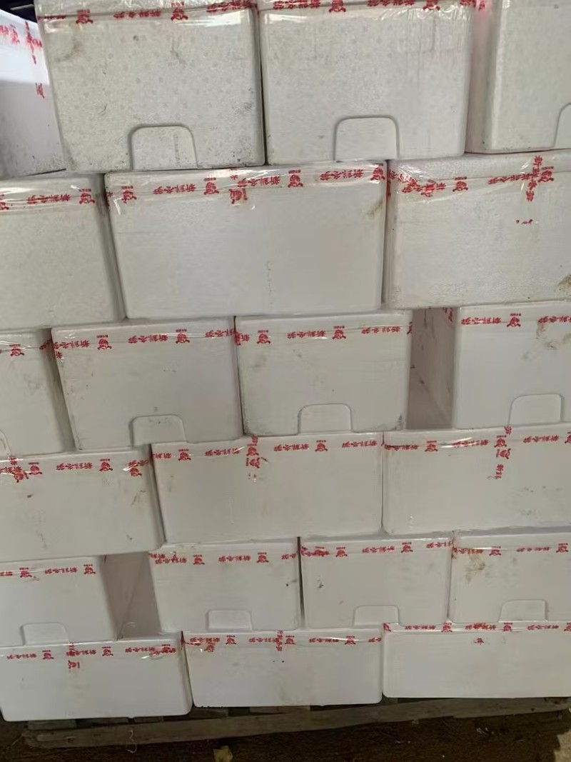 福建南平冬笋个大肉质好大批量发货