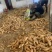 福建南平冬笋个大肉质好大批量发货