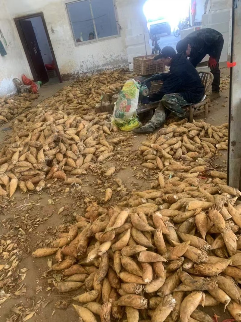 福建南平冬笋个大肉质好大批量发货