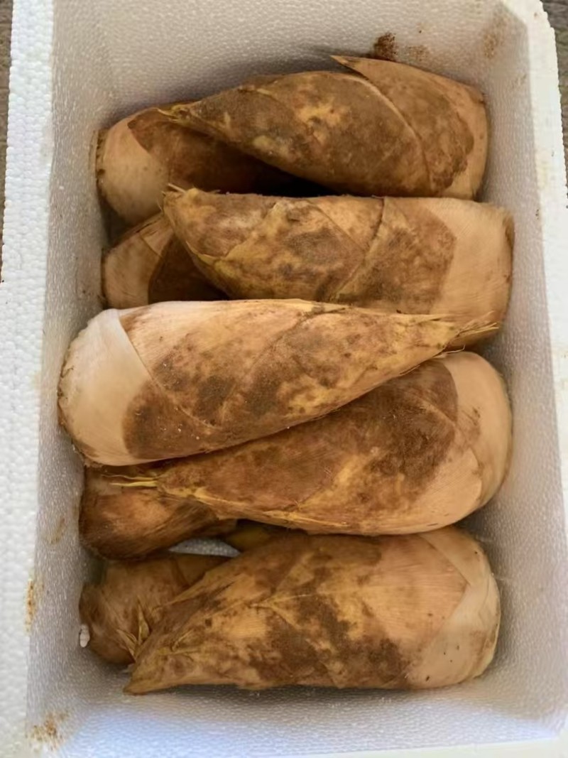 福建南平冬笋个大肉质好大批量发货