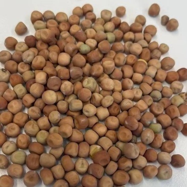 芽苗菜大叶麻豌豆发芽特殊品种