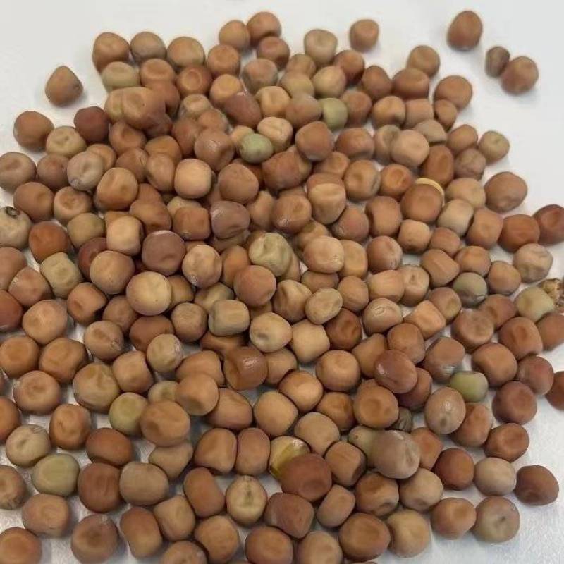 芽苗菜大叶麻豌豆发芽特殊品种
