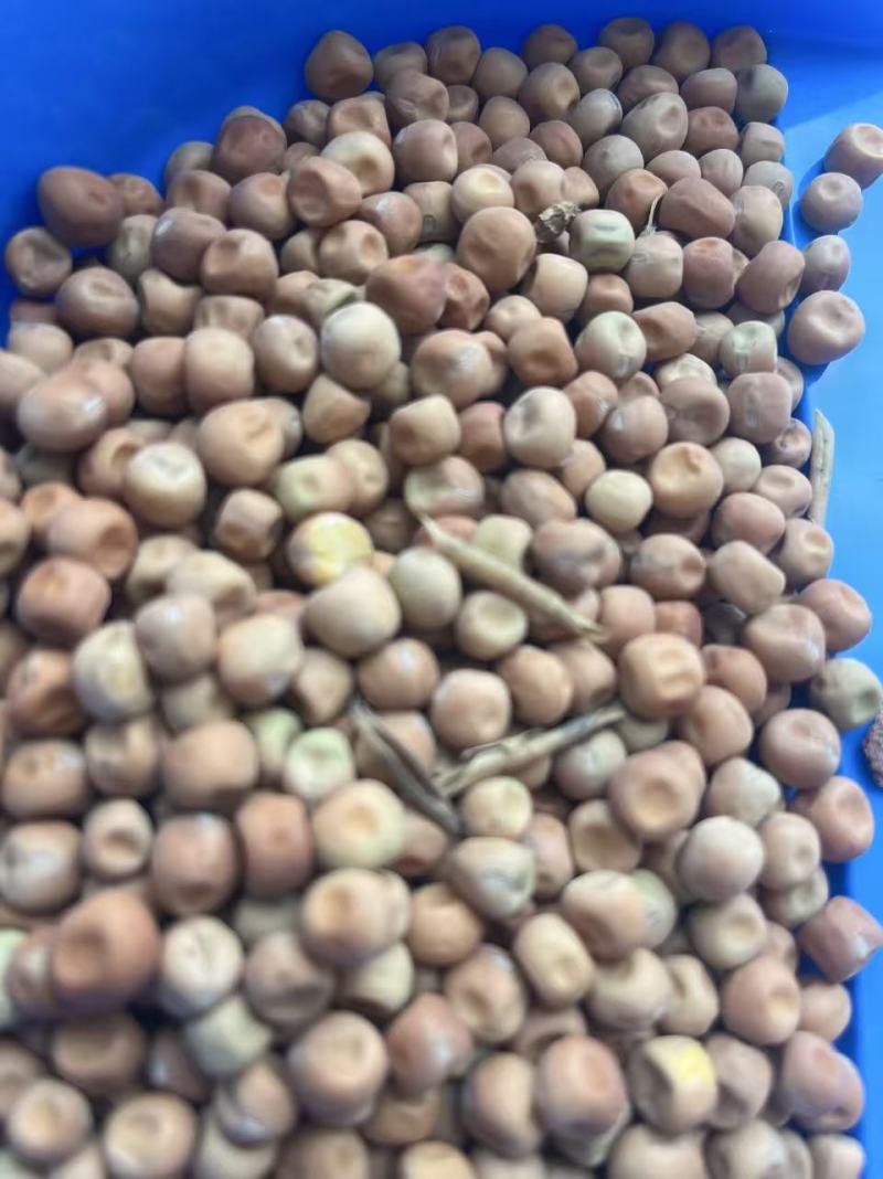 芽苗菜大叶麻豌豆发芽特殊品种