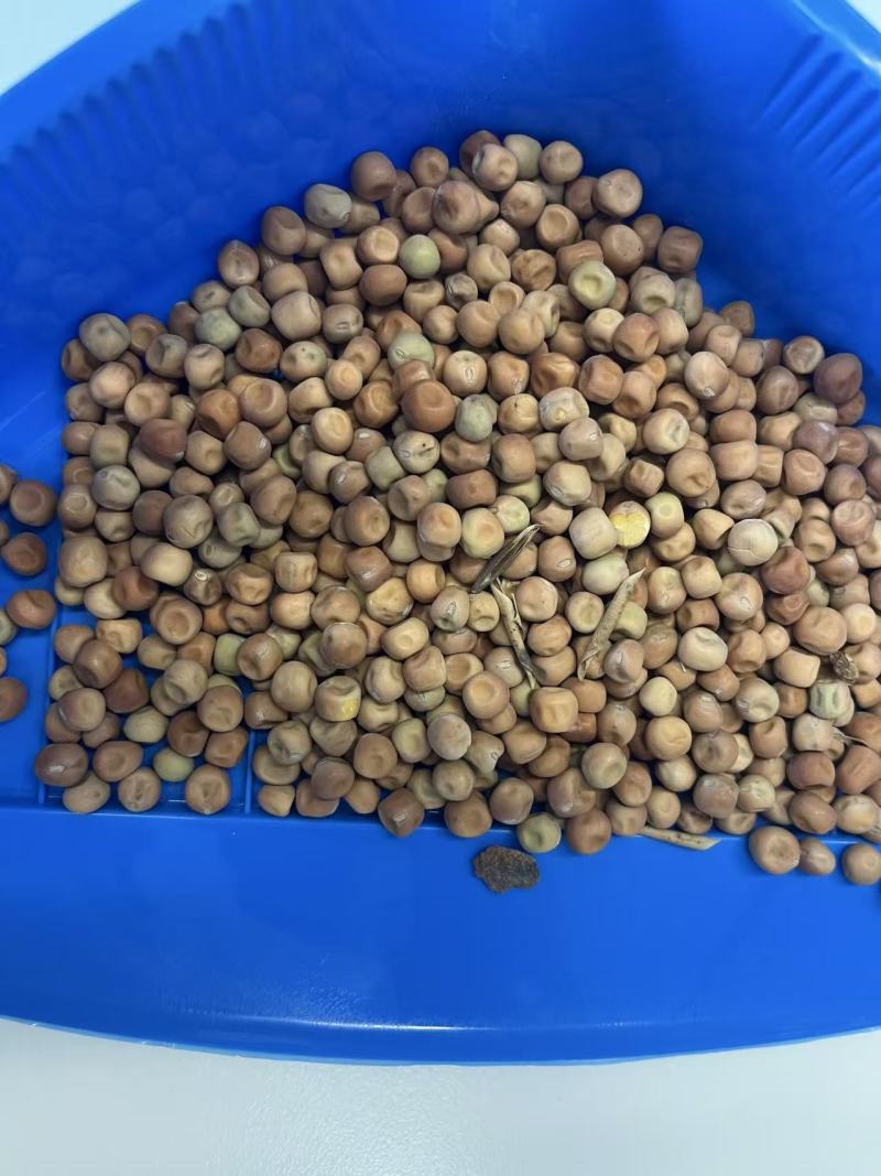 芽苗菜大叶麻豌豆发芽特殊品种