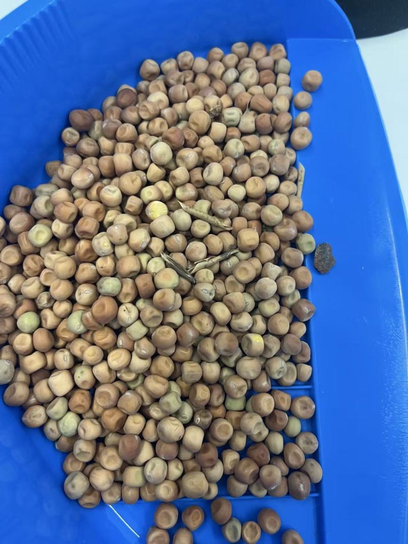 芽苗菜大叶麻豌豆发芽特殊品种