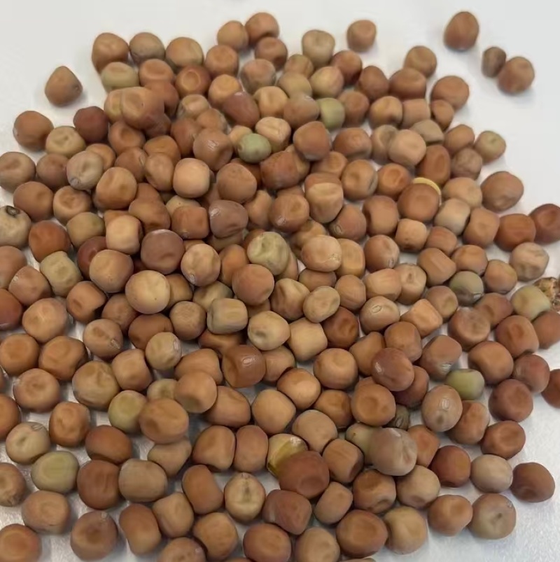 芽苗菜大叶麻豌豆发芽特殊品种