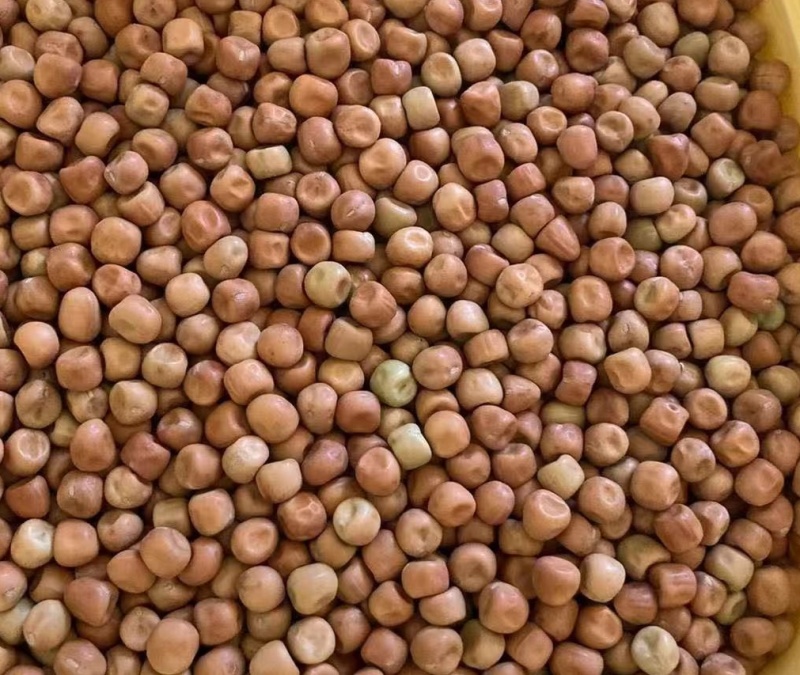 芽苗菜大叶麻豌豆发芽特殊品种