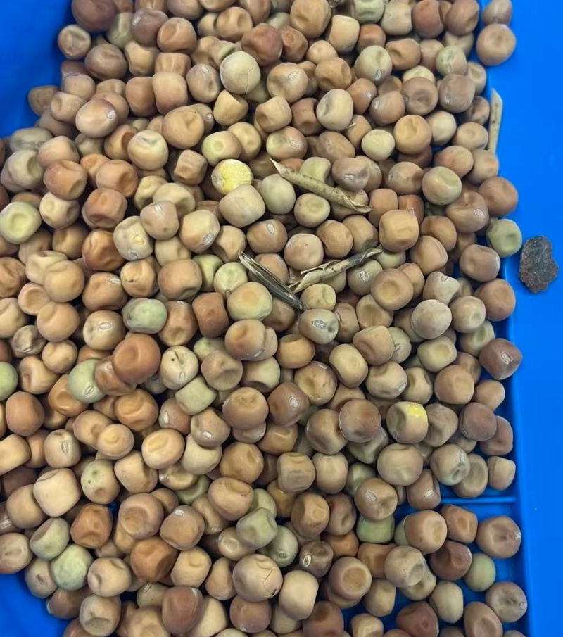 芽苗菜大叶麻豌豆发芽特殊品种